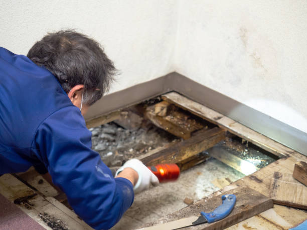 Best Mold Remediation Services  in Saddlebrooke, AZ