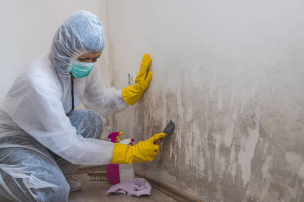 Mold Removal Process in Saddlebrooke, AZ