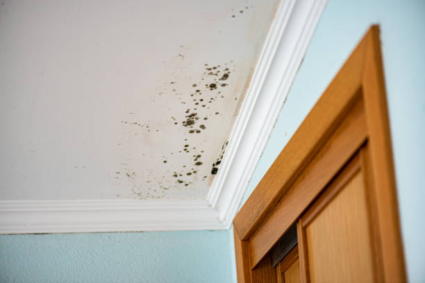 Crawl Space Mold Removal in Saddlebrooke, AZ