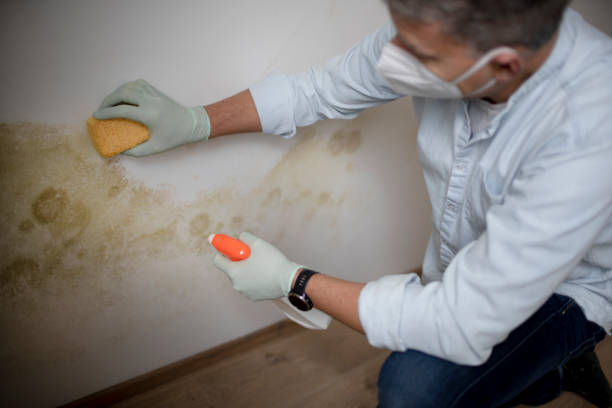 Best Professional Mold Removal  in Saddlebrooke, AZ