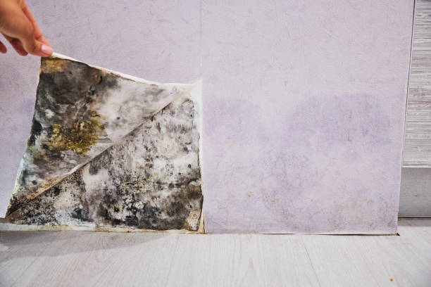 Best Mold Cleaning Services  in Saddlebrooke, AZ
